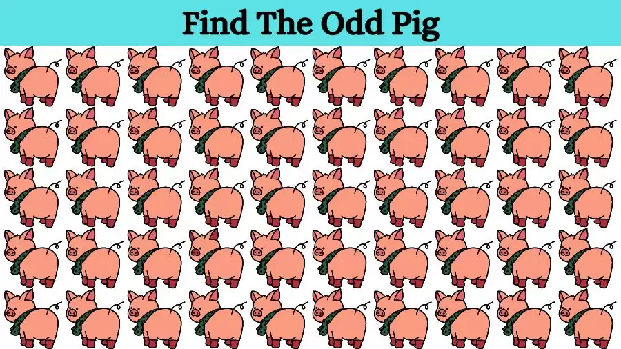 Can You Spot The Hidden Pig Among The Rocks Within 14 Seconds