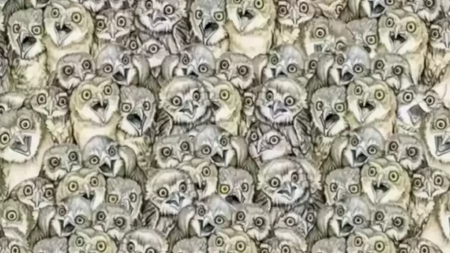 Optical Illusion To Test Your IQ: Can You Find a Cat Hidden Among the Owls in 10 Seconds?