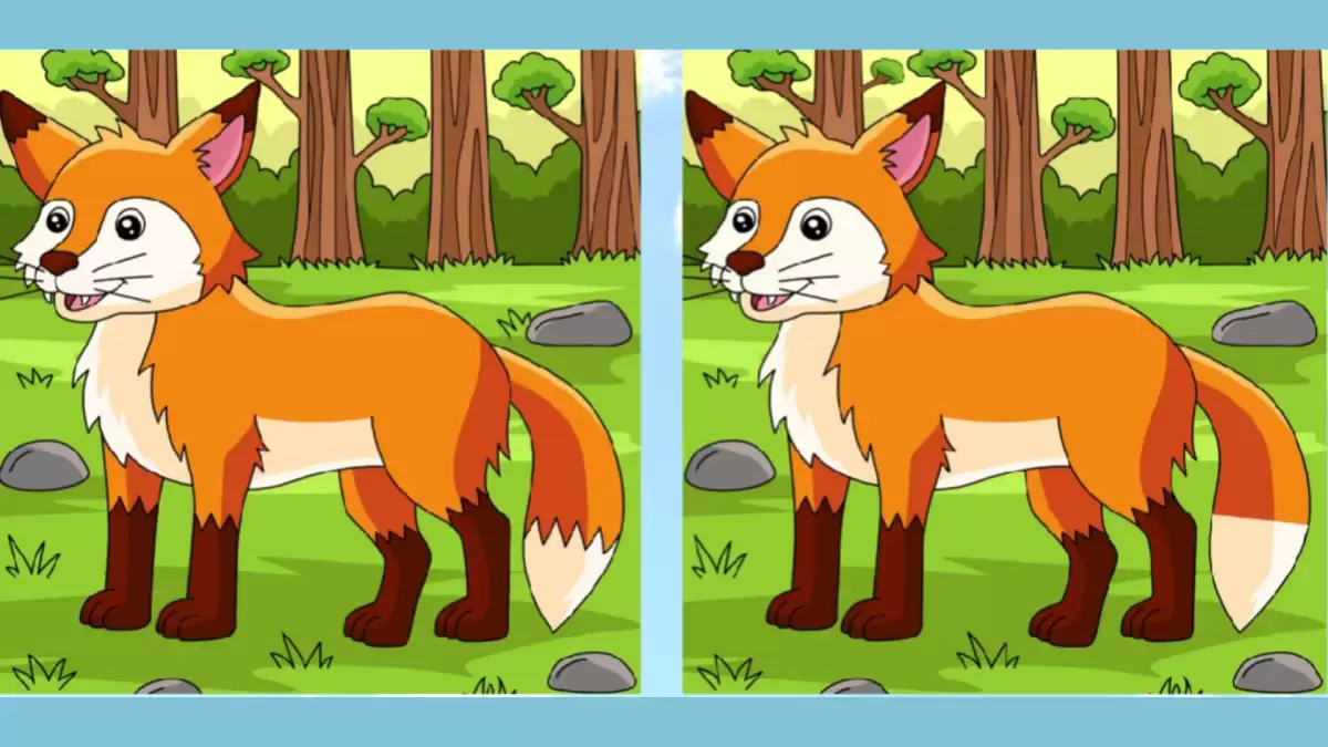 Use your Eagle eyes and spot 3 differences in the Fox picture in 25 seconds