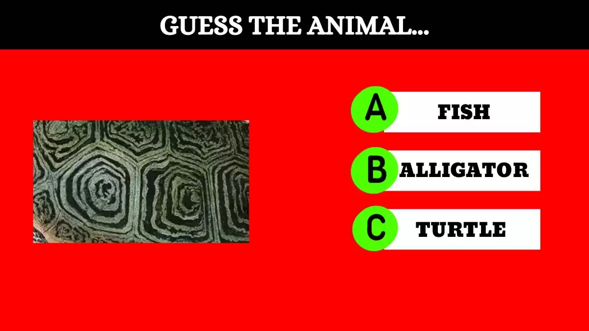 Can you guess the animal from this Image in Just 8 Secs